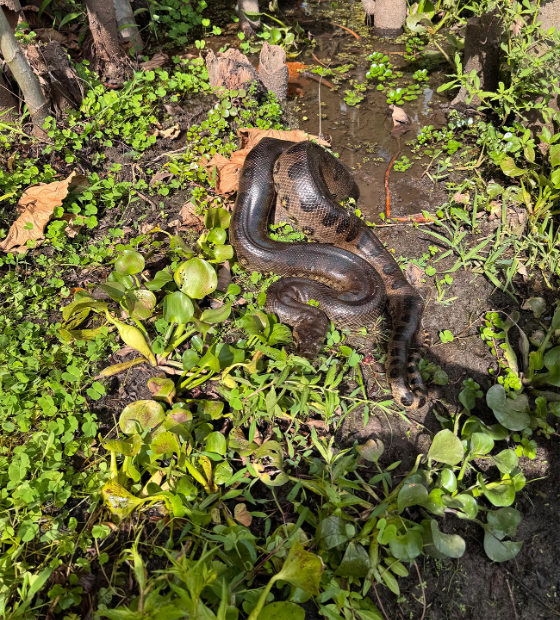 Cobras sucuri visitam Mangal das Garças e acendem sinal amarelo na Polícia Ambiental