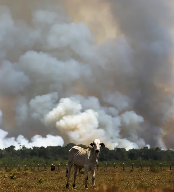 “Arroto” do boi no pasto responde por mais de 60% da emissão de gases de efeito estufa