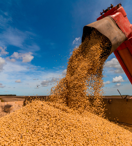 Preço de grãos pode recuar com supersafra brasileira, mas carnes devem subir este ano