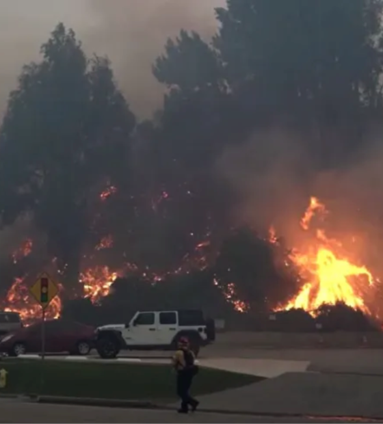 Área destruída por fogo em Los Angeles é maior que Paris