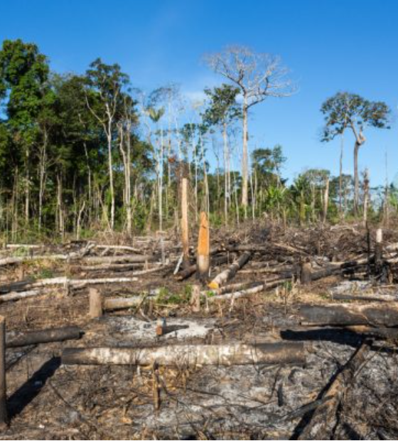 STF diz que governo Lula cumpriu 'parcialmente' plano contra desmatamento na Amazônia