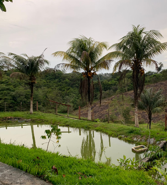 Negócios de impacto revolucionam e impulsionam economia na Amazônia Legal