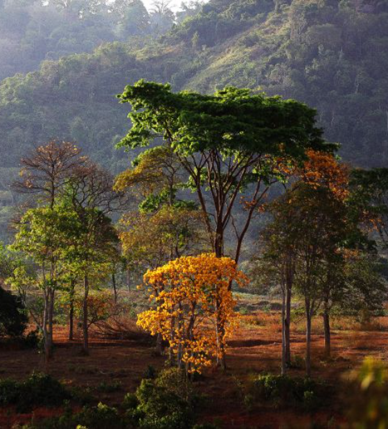 Estado fará novas concessões para recuperação florestal na APA Triunfo do Xingu