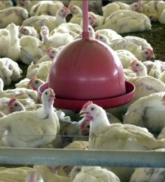 Gripe aviária: Filipinas e Jordânia suspendem importação de carne de aves de todo Brasil