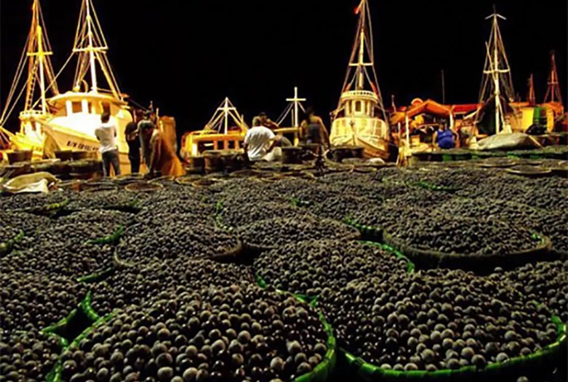 Açaí a preço de ouro e maniçoba entram na berlinda mundial às vésperas da COP30