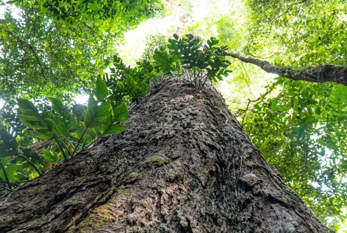 Entidades pedem pacto por Código Florestal, às vésperas da COP30