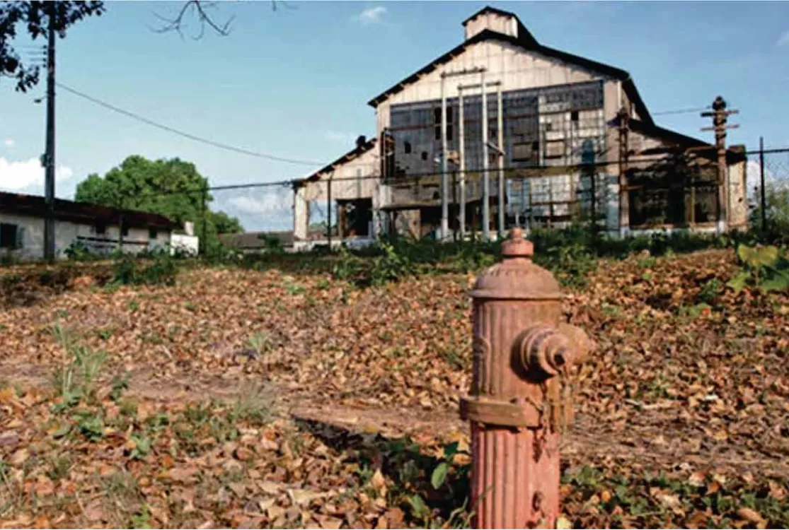 O roubo das sementes que custou ao Brasil o equivalente a um 