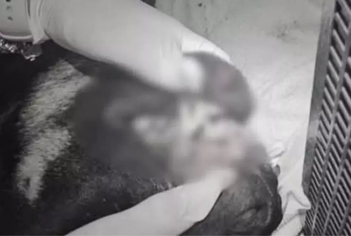 Três adolescentes são apreendidos suspeitos de arremessar cão do alto de prédio