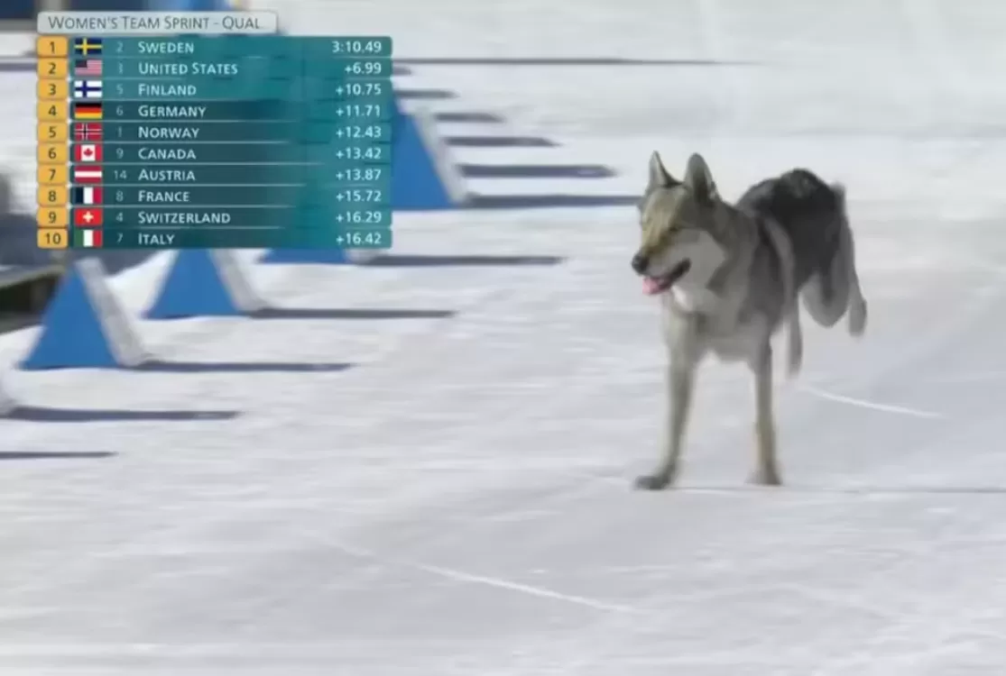 Olimpíada: Cachorro invade pista, confunde sensor e altera resultado do Brasil