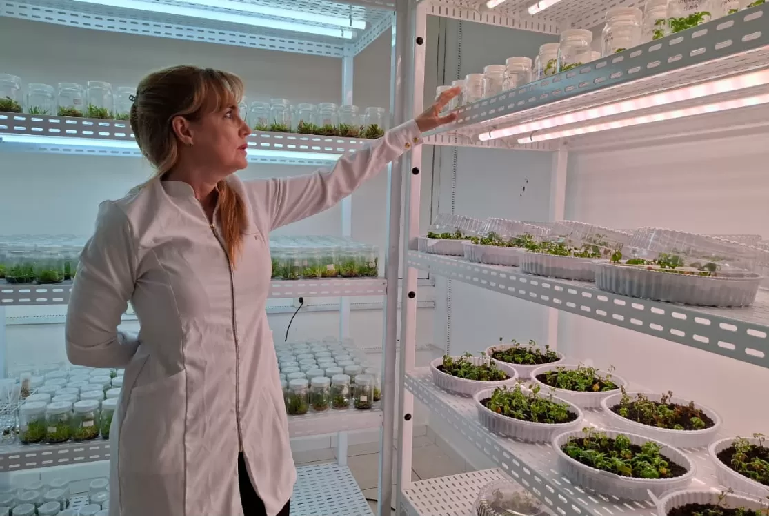 Ufopa desenvolve estratégia para garantir o cultivo da unha-de-gato medicinal