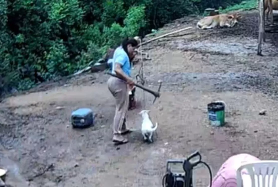 Mulher suspeita de matar cachorro com picareta é presa por maus-tratos