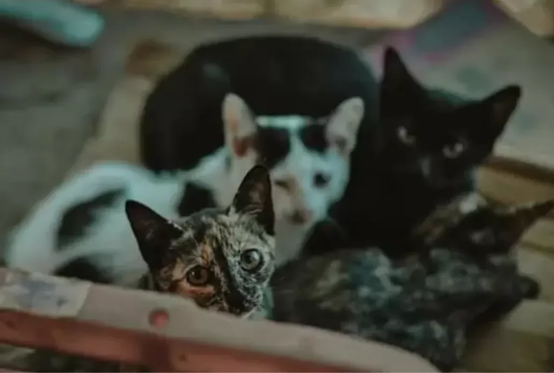 Ação quer garantir resgate e tratamento de gatos abandonados em Castanhal