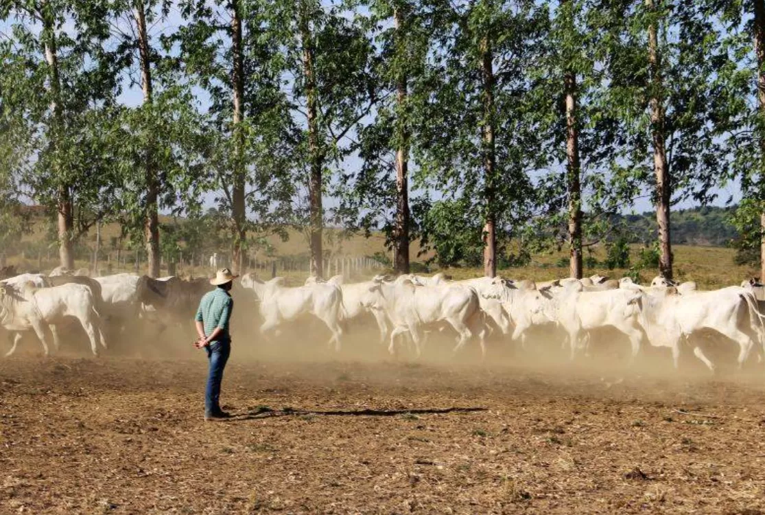 FIEPA alerta para riscos de barreiras europeias às exportações brasileiras de carne