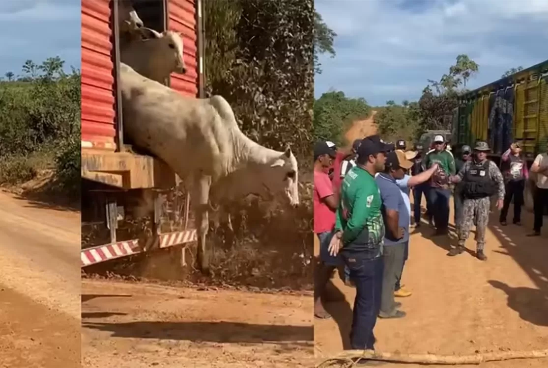 Rastreio do boi pode resolver parte dos conflitos no campo, segundo estudos