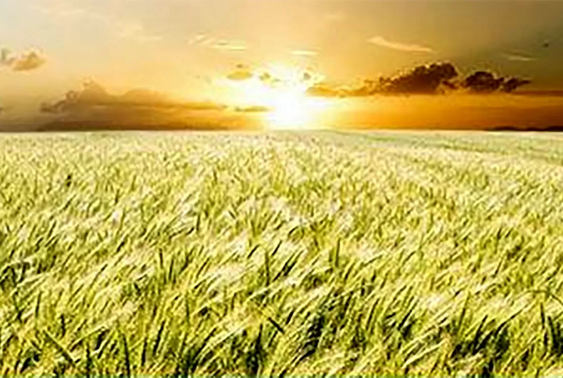 Crédito trava, terras desvalorizam, crise atinge agro e cria um novo cenário o Pará