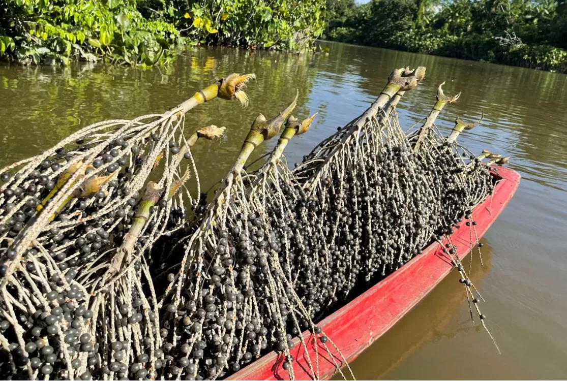Marabá recebe programa Raiz Empreendedora voltado a negócios da bioeconomia