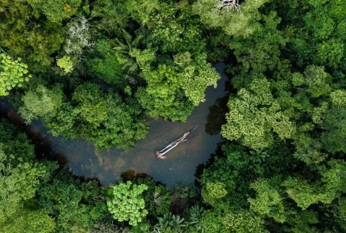 BNDES libera R$ 200 milhões para restauração de florestas na Amazônia