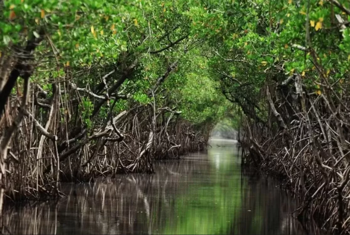 Audiência hoje em Belém debate riscos da exploração na Margem Equatorial